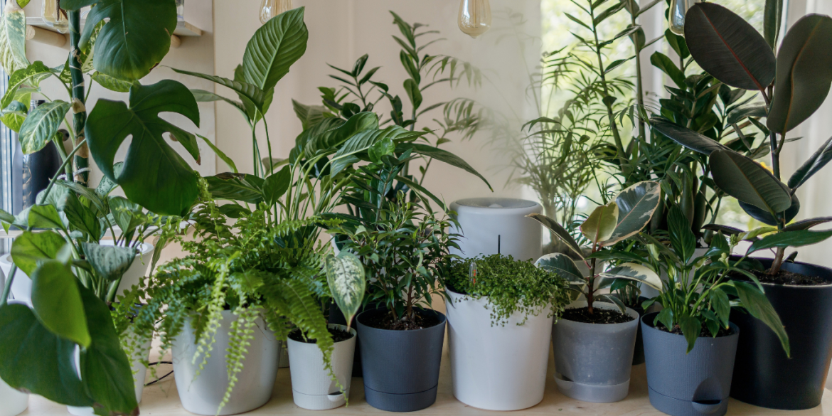 Tips to Follow When Buying Indoor Plants Online