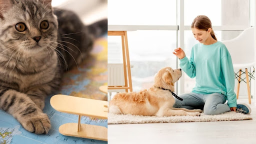 Comparing Cat Boarding vs Pet Sitting: Which is Better?