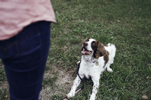 Role Of A Dog Behaviourist: What To Expect From Professional Training