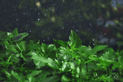 The Beauty of Monsoon Plants: Get To Know All About Them