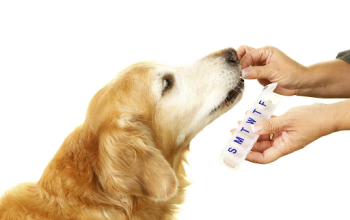 The Convenience of the Best Online Veterinary Pharmacy