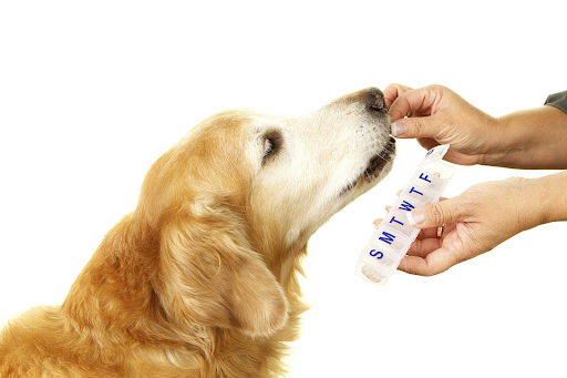 The Convenience of the Best Online Veterinary Pharmacy
