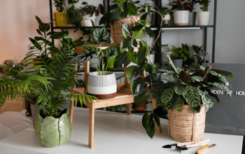 Here's the Best Online Plant Shopping Guide for Plant Parents!