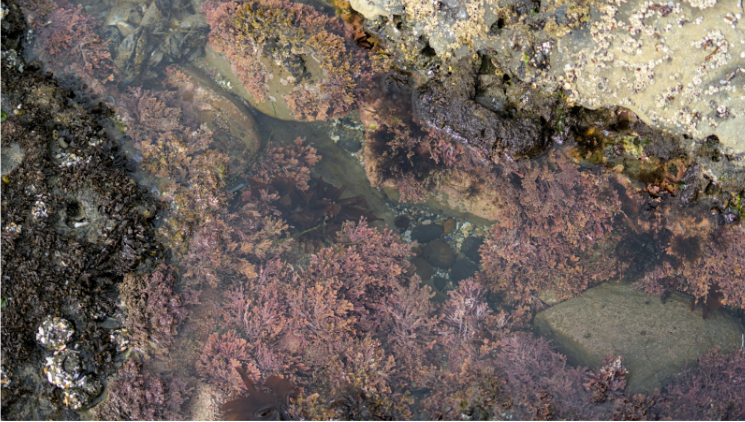 How Can Purple Sea Moss Gel Benefit Your Skin And Beauty Routine?