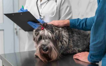 What Happens During Dog Neurosurgery: Step-by-Step Guide for Pet Owners
