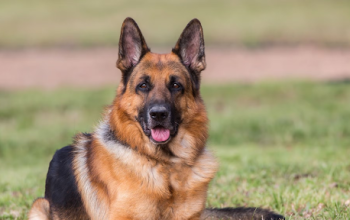 dog powder for ticks and fleas