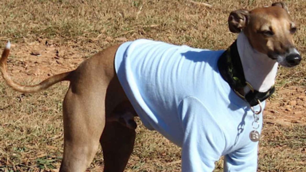 Winter Clothes for Italian Greyhounds vs. Whippets: Key Differences in Fit