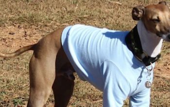 Winter Clothes for Italian Greyhounds vs. Whippets: Key Differences in Fit