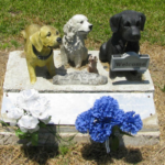 Pet cremation in Adelaide
