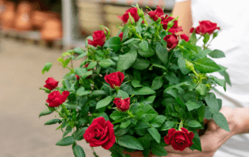 Red Rose Plant Online: Tips for Buying and Growing in India