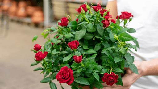 Red Rose Plant Online: Tips for Buying and Growing in India