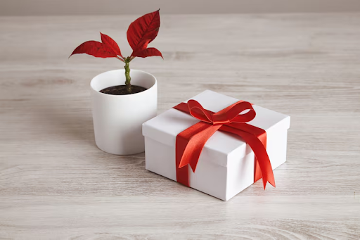 Gifting Green This Raksha Bandhan — A Thoughtful Alternative to the Usual