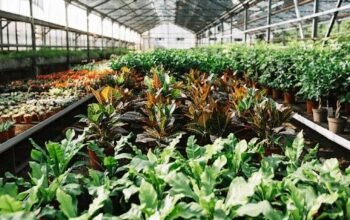 Plants Online Delhi: A Practical Guide for the Capital's Growing Army of Plant Lovers