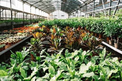 Plants Online Delhi: A Practical Guide for the Capital’s Growing Army of Plant Lovers