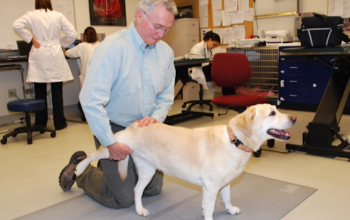 How Specialized Orthopedic Care Improves Pets’ Mobility and Comfort