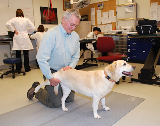 How Specialized Orthopedic Care Improves Pets’ Mobility and Comfort